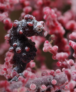 pygmy seahorse anilao, phillipines