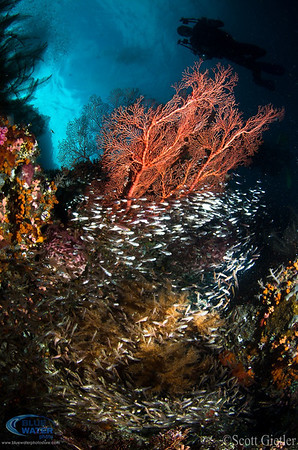 raja ampat wide angle underwater photography