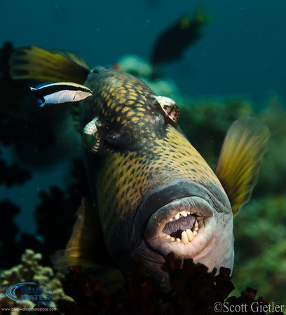 raja ampat marine life