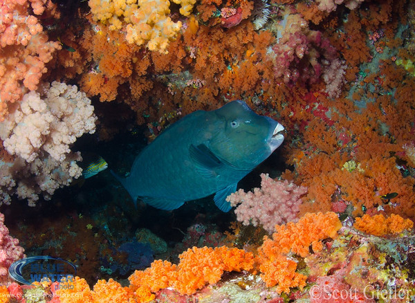 raja ampat soft corals