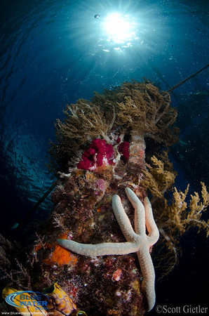 raja ampat trip report underwater photos