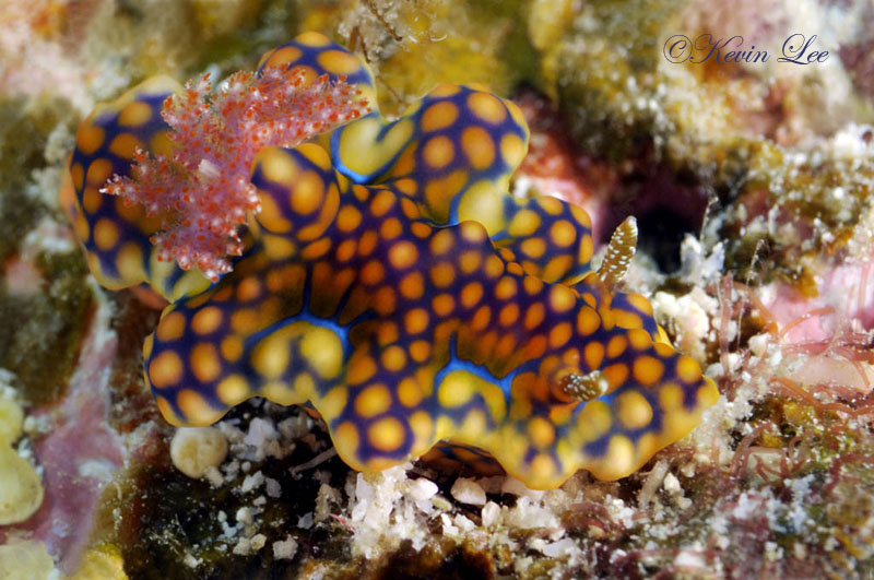 raja ampat underwater photography