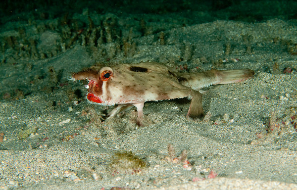 red-lipped batfish