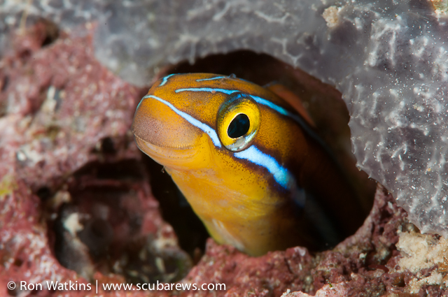 Learning Super Macro in Papua New Guinea REW-1196