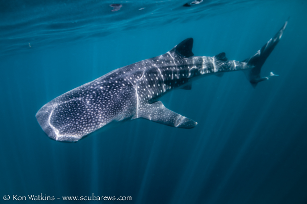 Wide-Angle in the Sea of Cortez & Midriff Islands _REW9097