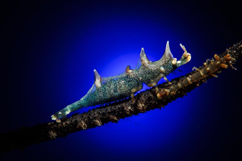 romblon apollo s macro