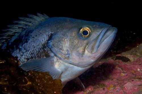 kelp rockfish