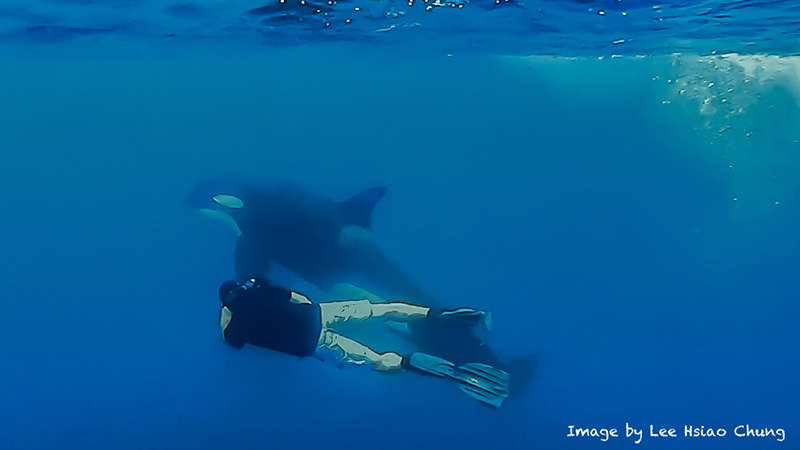 Frame of video taken by Bluewater Photo Workshop guest Lee Hsiao Chung, who was one of the first guests to enter the water with the orcas.