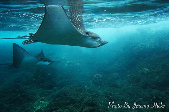 Sony RX-100M2 underwater photo