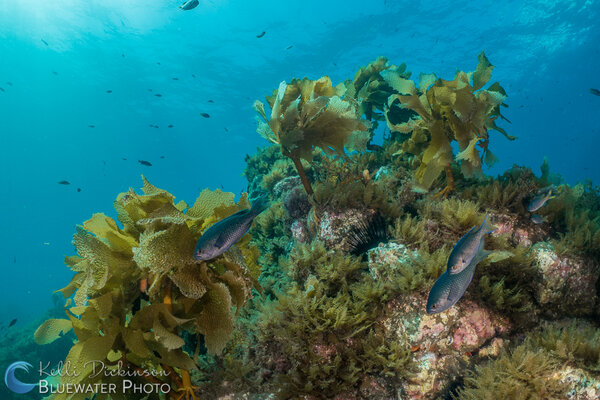 Blacksmith and palm kelp in California. Photo: Kelli Dickinson