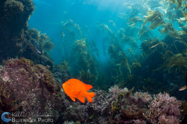 Classic California scene with a Garibaldi swimming through the kelp forest. Photo: Kelli Dickinson