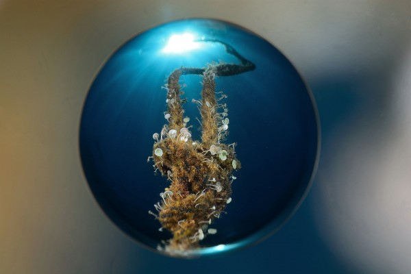 Sample Image with Saga Magic Ball Lens Sample Image with Saga Magic Ball Lens