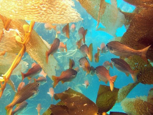 schooling salema underwater