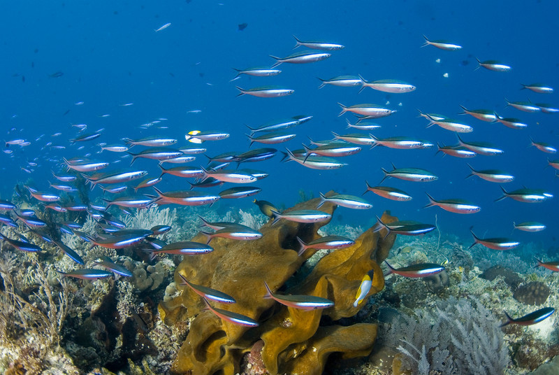 schooling fuseliers at bunaken island, sulawesi