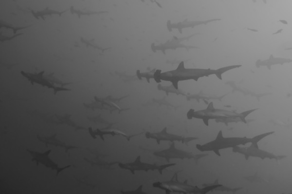 schooling hammerhead sharks, cocos island