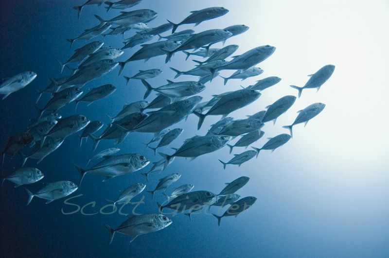 hunting jacks, bunaken, sulawesi