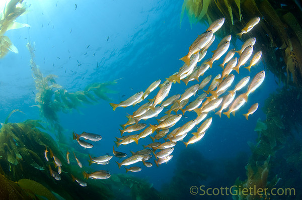 schooling salema at catalina island