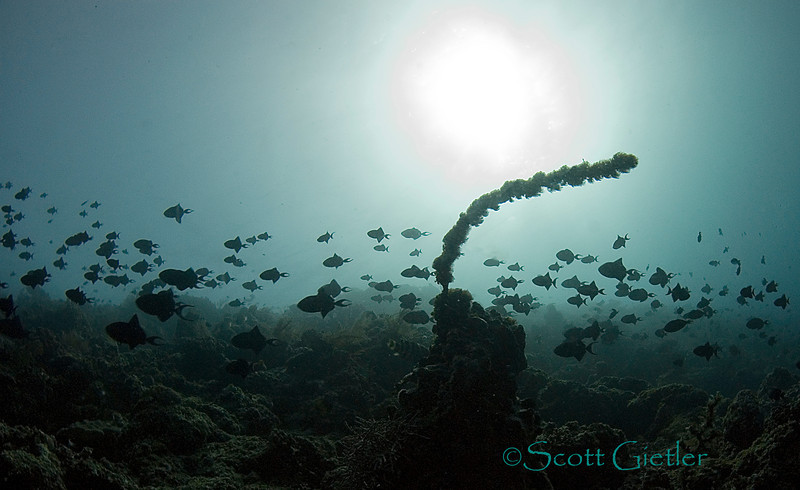 Triggerfish in bunaken