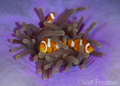 raja ampat underwater photography