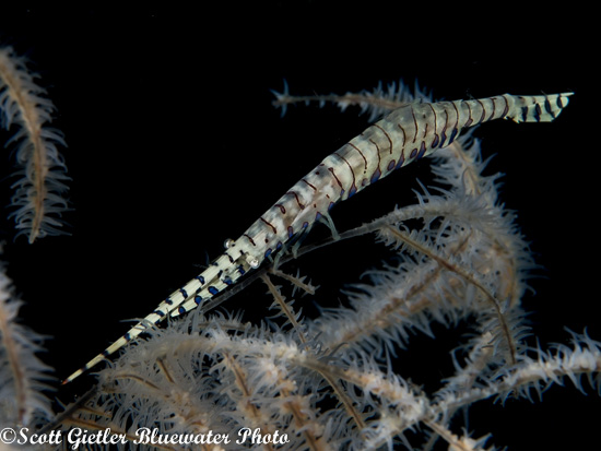 Underwater macro photo with Olympus E-M1