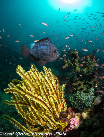 Underwater wide-angle photo with Olympus E-M1