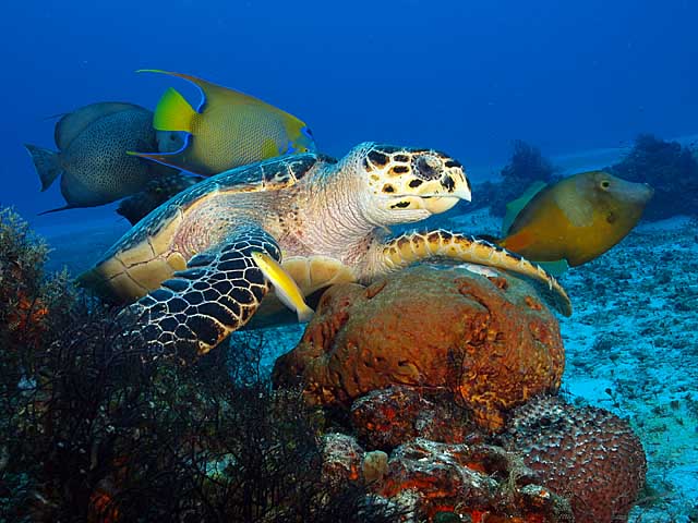 Jim Lyle's Underwater Photo Adventure in Cozumel scuba-cozumel-2