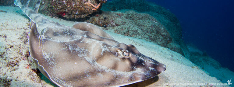 Diving Cabo San Lucas & Cabo Pulmo scuba-diving-cabo-san-lucas