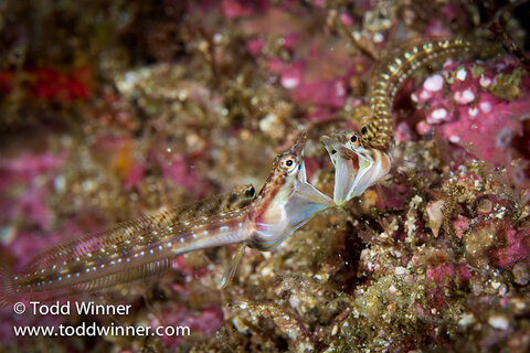 canon 100mm macro lens underwater photo