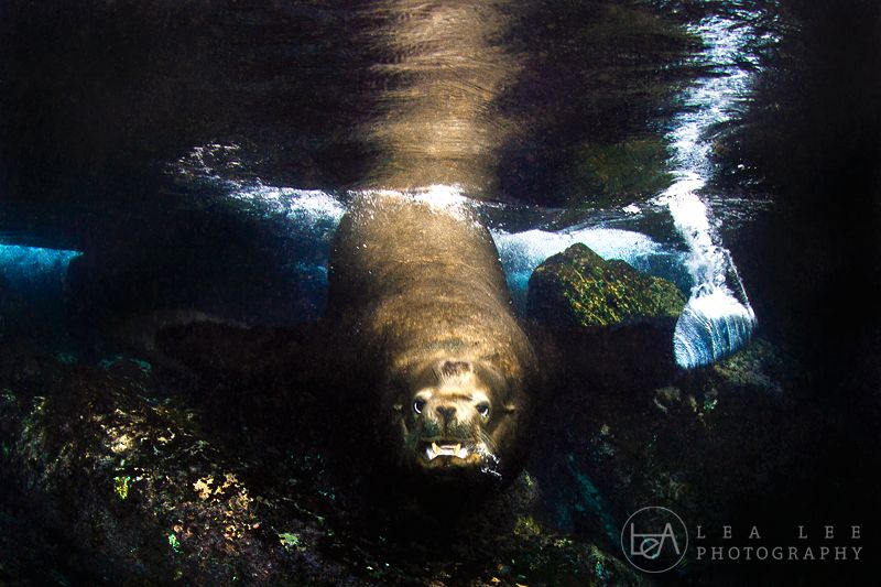 Bull Sea Lion taken at the Sea of Cortez