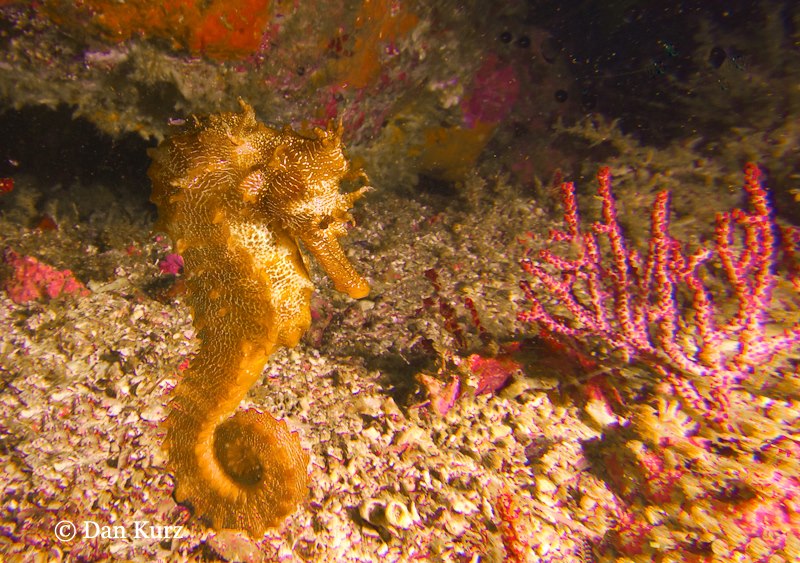 Sea Horse