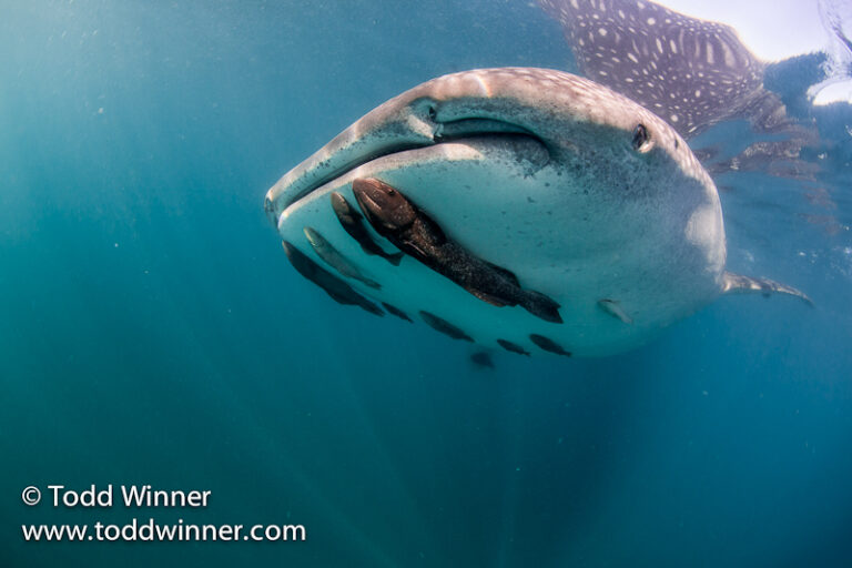 Sea of Cortez: Photo Workshop Trip Report Sea-of-cortez-whaleshark-todd