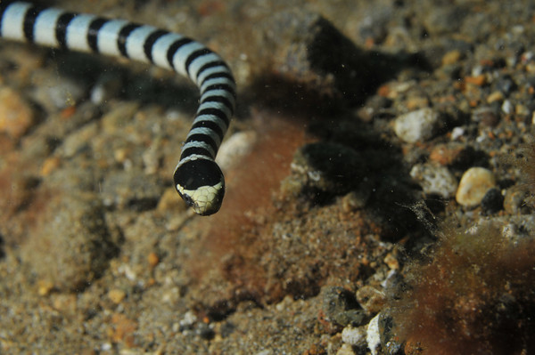 Sea snake