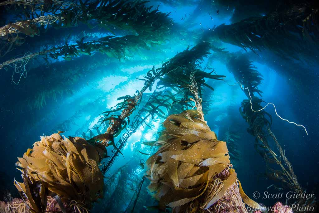 Giant Kelp Forest taken with Nikon D810, Tokina 10-17mm fisheye lens Tokina 10-17mm fisheye lens underwater photo