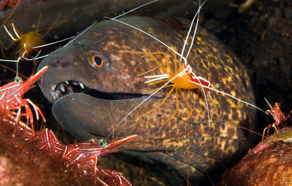Moray eel and cleaner shrimp, Seraya, Bali