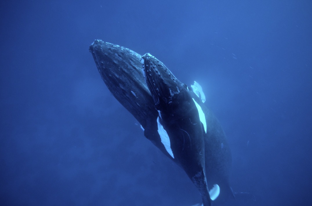 diving Silver Bank, Dominican republic