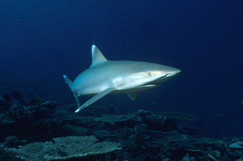 silvertip reef shark, diving papua new guinea