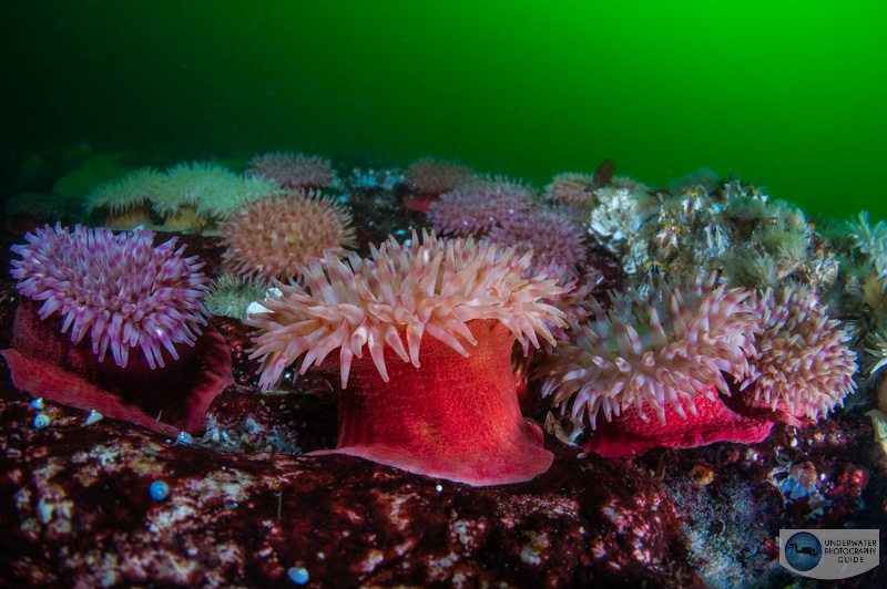Painted anemones are designed to hang on and collect food flowing by in the fast currents. Anemones are designed to hang on and collect food flowing by in the fast currents.
