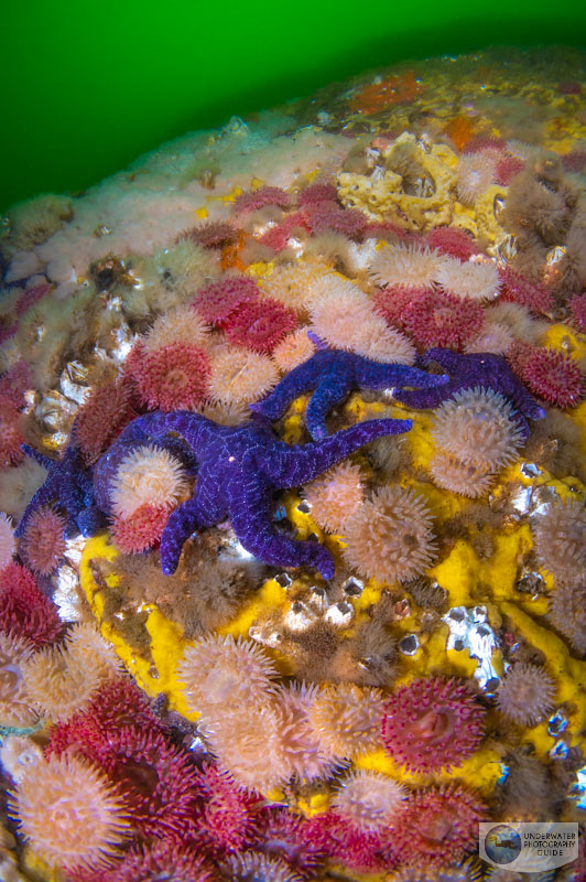 The tapestry of life that is "the skook". Only the lowest profile critters can survive the raging 16 knot currents! Photographed with the Nikon Z6, Nikon 8-15mm fisheye lens, Ikelite Z6 housing, and Sea & Sea YS-D3 strobes. f/11, 1/40, ISO 640 The tapestry of life that is "the skook". Only the lowest profile critters can survive the raging 16 knot currents!