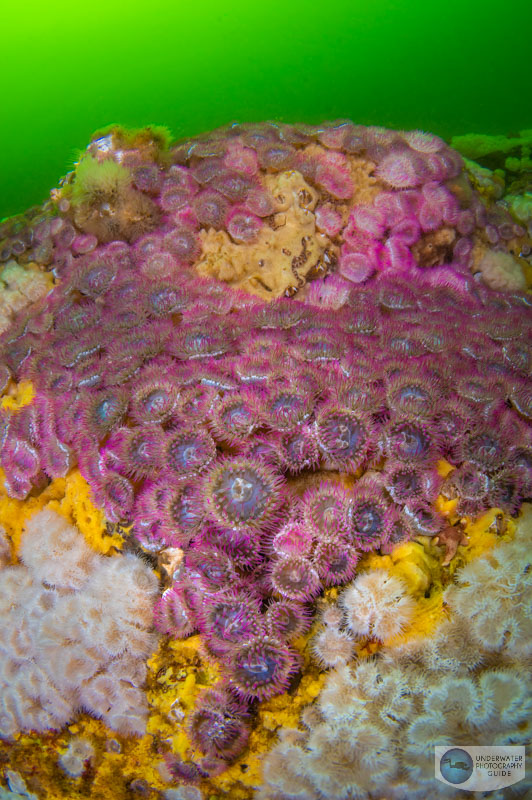 Patches of Life Patches of Life