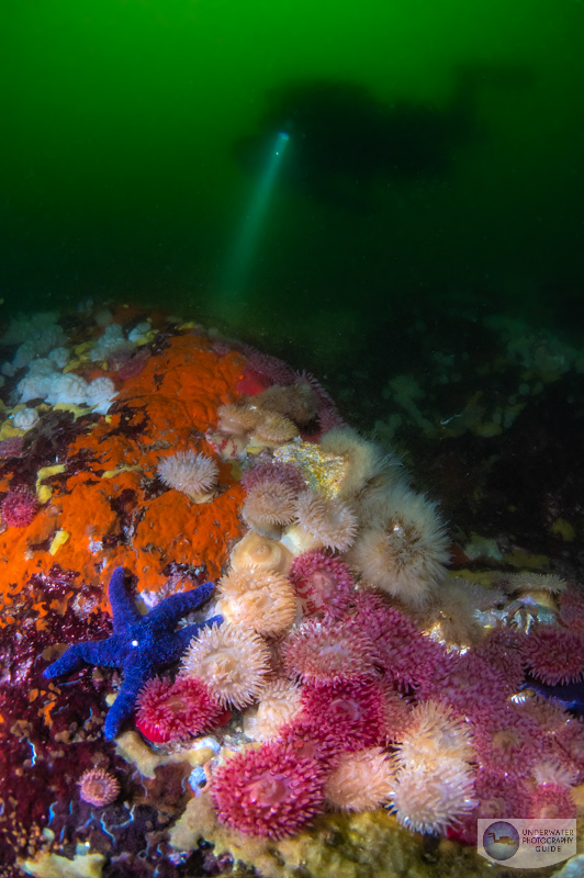 The wall at the Skookumchuck Narrows. 1/15, f/11, ISO 1600 The wall at the Skookumchuck Narrows. 1/15, f/11, ISO 1600