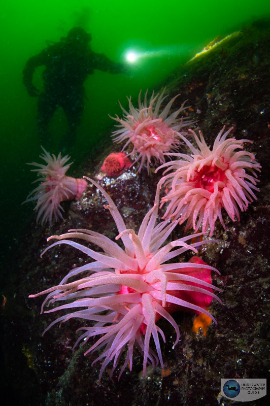 Crimson anemones on a lower current dive in the inlet Crimson anemones on a lower current dive in the inlet