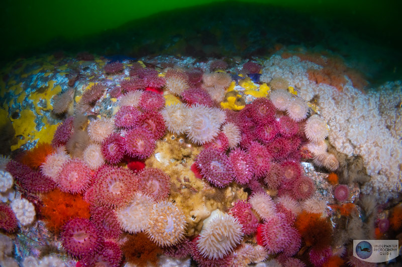 The best patch of painted anemones and metridiums in the skookumchuck narrows The best patch of painted anemones and metridiums in the skookumchuck narrows