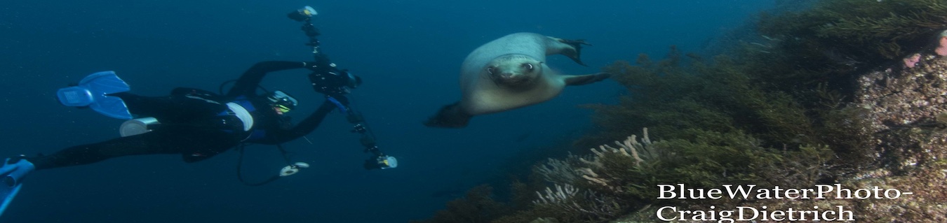 Ultimate Whale Shark & Sea Lion Sea Of Cortez Trip 2025