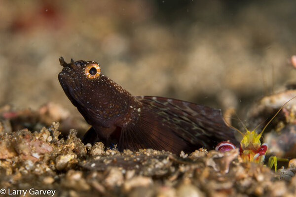 A magnificent shrimp goby and companion rest on the sand. Sony a6300, Sony 90mm macro lens. ISO 200, f/13, 1/125.