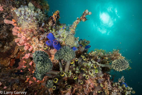 A beautiful Anilao reefscape with sunball. Sony a6300, Sony 10-18mm lens. ISO 200, f/22, 1/160.