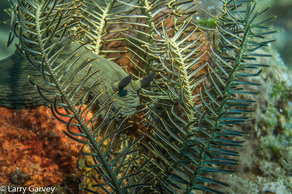 A nudibranch shot with ambient light. Sony a6300, Sony 18-55mm lens. ISO 800, f/16, 1/80.