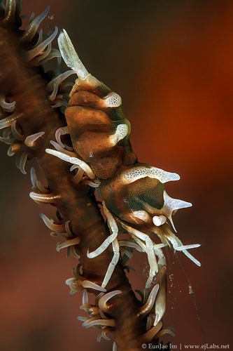 sony rx-100 underwater photo with wet macro lens