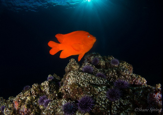Nauticam RX-100 underwater photo