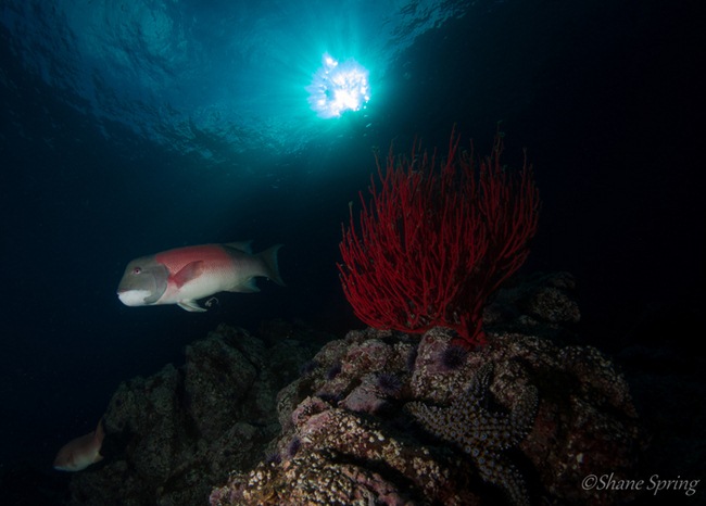 nauticam sony rx-100 underwater housing