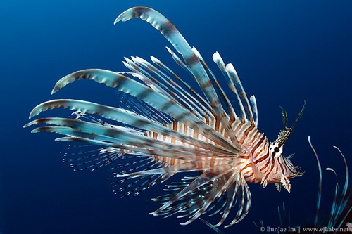 sony rx100 nauticam housing underwater photo